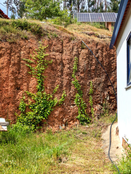 Efeu, Hausgiebel, Goladinha, Portugal