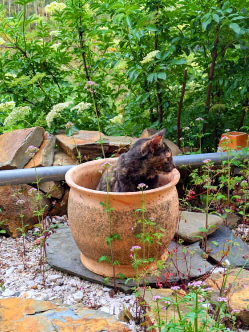 katze Fellicitas, leeres Gefäss, Blumentopf, Schachtel, Karton, Goladinha, Portugal
