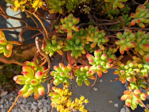 Sedum, Fette Henne, Mutterpflanze, Goladinha, Portugal
