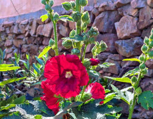 Stockrose, Malve, Heilpflanze, alle Pflanzenteile essbar, Goladinha, Portugal
