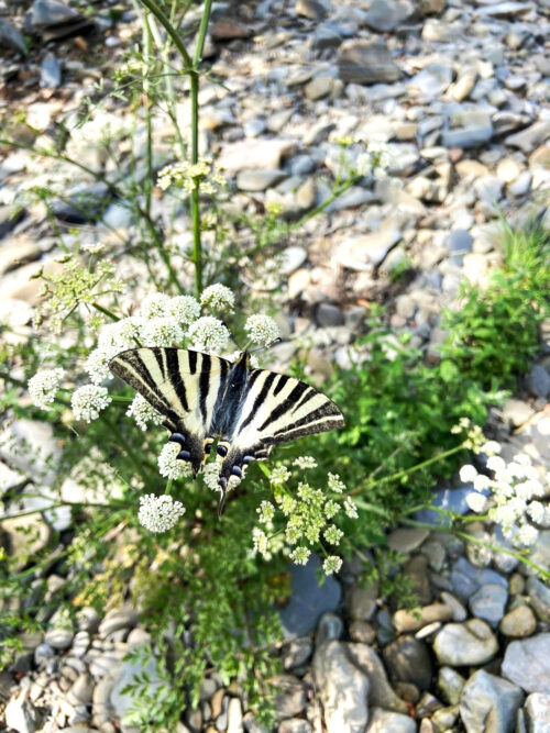 Segelfalter Schmetterling, kein Schwalbenschwanz, Goladinha, Portugal